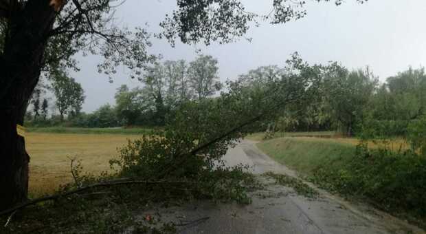 Il maltempo spazza il Maceratese: grandine e vento forte, strage di alberi