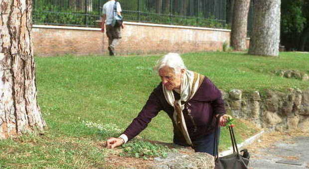 Una donna raccoglie pinoli