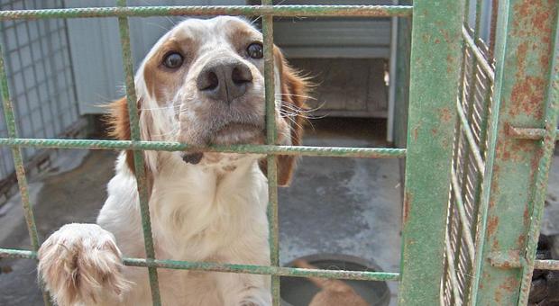 Animali maltrattati: 108 cuccioli di cane sequestrati dai forestali