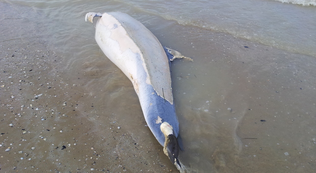 Il delfino spiaggiato a Cesanella di Senigallia