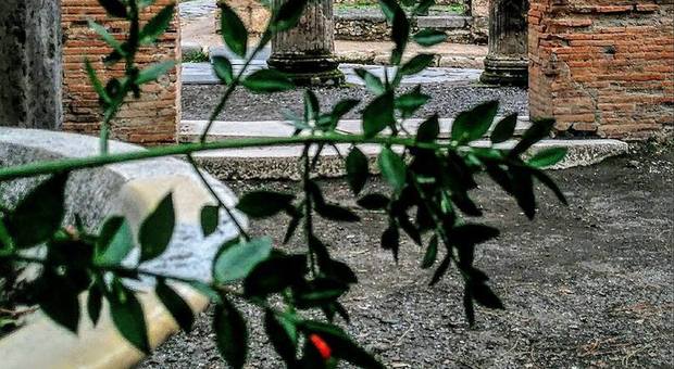 Buon Natale dagli scavi di Pompei: sboccia il raro pungitopo
