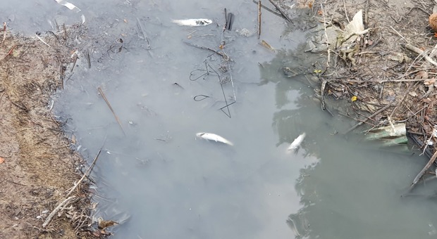 La moria di pesci nel canale Albani