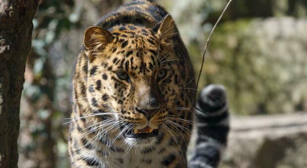 Al Parco Zoo Punta Verde è arrivato il leopardo dell’Amur, uno dei felini più rari al mondo