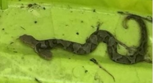 Trovato raro esemplare di serpente a due teste: «Possono mordere entrambe»
