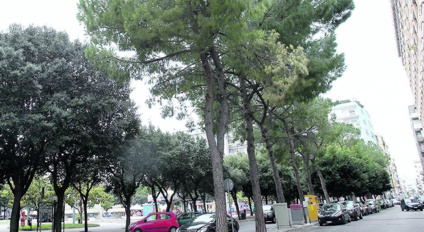 Piazza Mazzini, svolta per i lavori: due pini su tre non saranno abbattuti