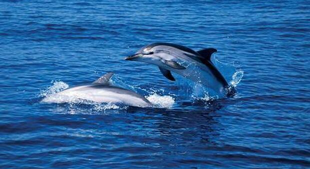 Cina, due delfini arenati salvati e liberati in mare: incagliati nelle secche a Xidian