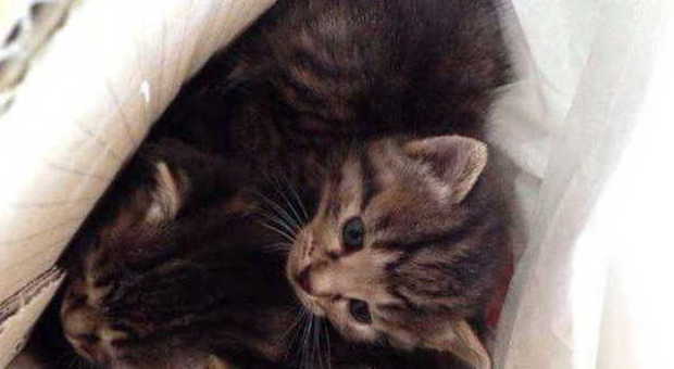 I due gattini abbandonati nell'immondizia
