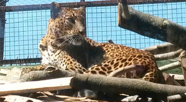 Allo zoo di Napoli arriva Kegalla, il leopardo femmina dello Sri Lanka