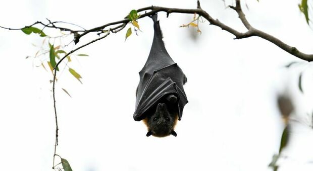 Turista morsa da un pipistrello in vacanza: «Ho sviluppato i sintomi di un virus che uccide tutti i contagiati»