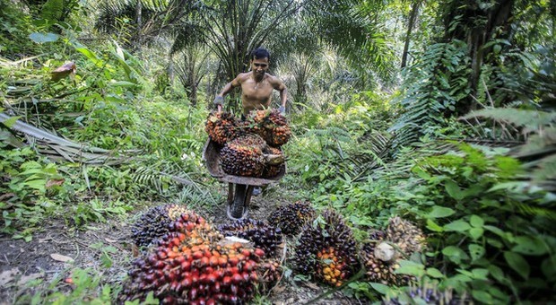 Dazi Ue sul biodiesel indonesiano, è sovvenzionato