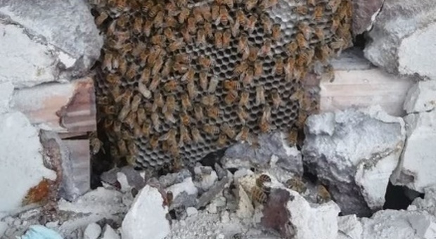 Fs, «salvati» gli alveari delle api sulla linea Av Napoli-Roma