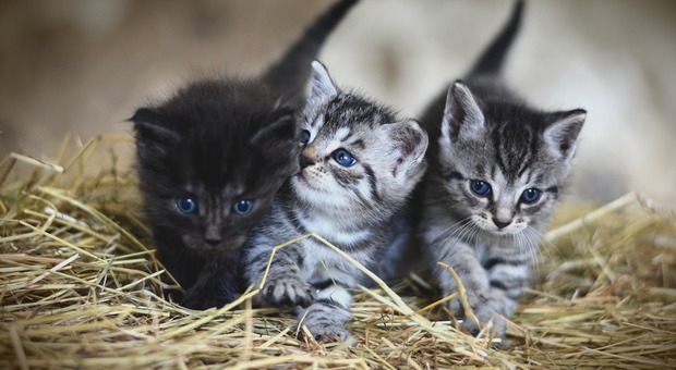 Migliaia di gattini senza una casa: allarme a Treviso e Conegliano