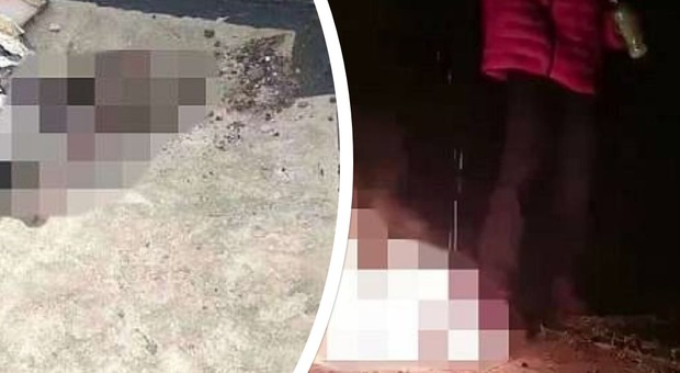 Studenti 16ennei bruciano vivi dei cuccioli di cane: «La madre ci ha morso, ci siamo vendicati»