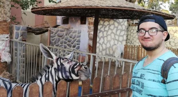 Asino o zebra? Allo zoo del Cairo, la risposta potrebbe non essere così scontata