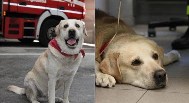 Addio a Ruben: morto a 14 anni il cane simbolo dei vigili del fuoco