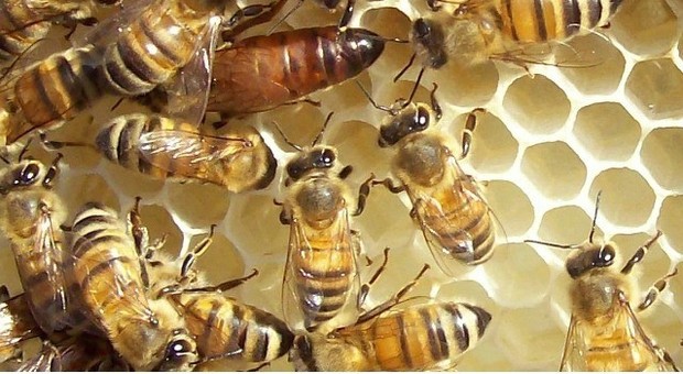 Il falso miele cinese fatto senza api invade l'Italia. «Costa meno ma non rispetta le norme»