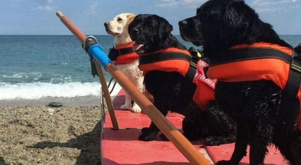 Cento cani bagnini al Lago del Salto per rinnovare il brevetto operativo