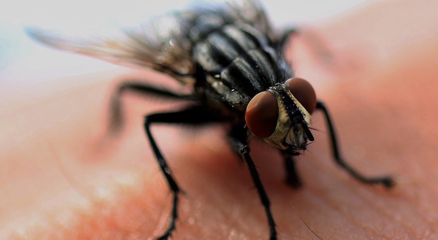 « Ecco alcuni consigli su come eliminare le mosche dalla vostra cosa»