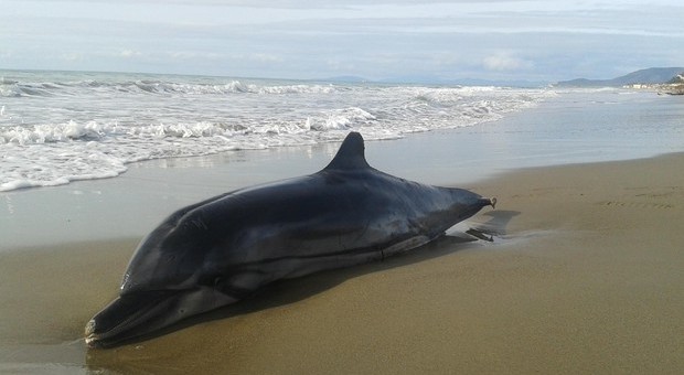 Avvistati centinaia di delfini morti al largo delle coste francesi