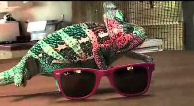 Il camaleonte assume il colore degli occhiali. Ma è possibile?
