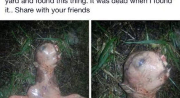 Una misteriosa creatura nel giardino di casa, la foto su Facebook terrorizza il web -GUARDA
