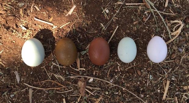 Bianche o beige? No, grazie. Nella comune delle galline l'uovo è multicolor: «Il segreto è la felicità»