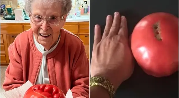 Coltiva pomodori dallo stesso seme da 58 anni: «Sono enormi, più grandi di una mano»