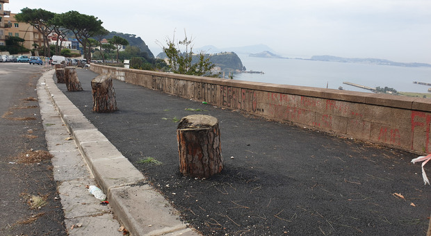 Napoli, a Via Manzoni asfalto sui tronchi mozzati: «È l'ultima vergogna»