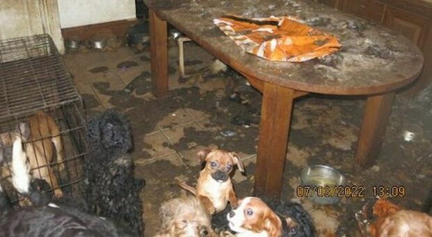 Cani maltrattati e tenuti in condizioni disumane e poi venduti: madre e due figlie hanno incassato 150 mila euro