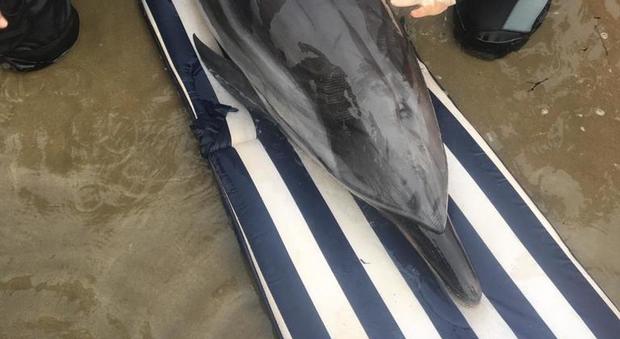 Anzio, morto il delfino spiaggiato sul lungomare: inutili i tentativi di salvare il cucciolo