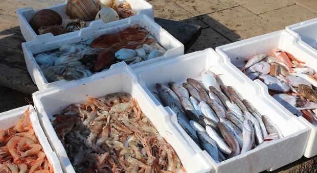 Blitz in un magazzino etnico: sequestrati 40mila chili di pesce