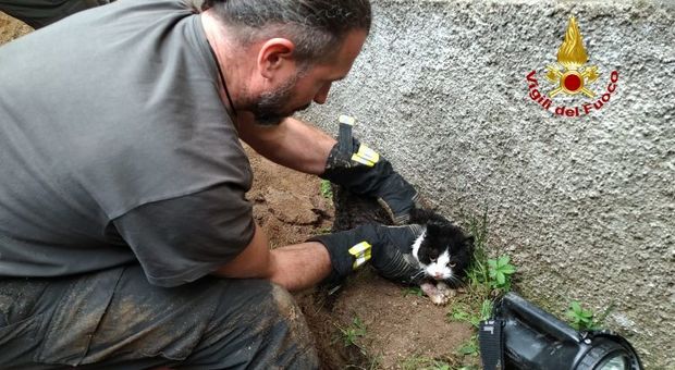 Quando i migliori amici degli animali sono i pompieri: rondine e gattino vivi grazie a loro