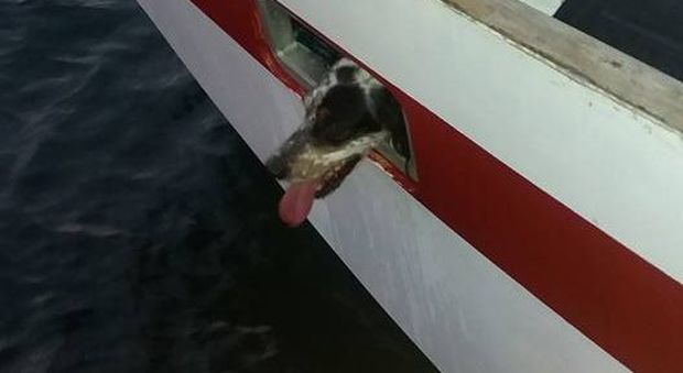 Il cane chiuso in barca