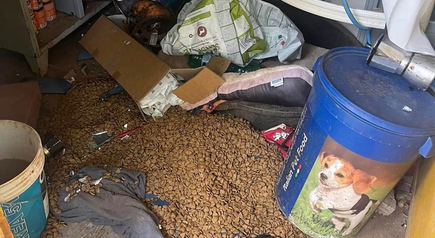 Vandali nel rifugio per randagi: cane preso a badilate e struttura distrutta nel Salento
