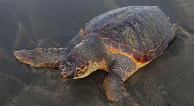 Tartaruga di sette anni salvata su una spiaggia a Fregene: è in cura a Pomezia