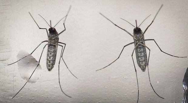La zanzara Aedes aegypti, che trasmette il virus zika
