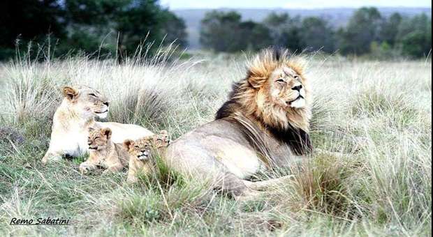 Sudafrica, stop agli allevamenti di leoni destinati alla caccia. Le associazioni: «Passo importante per la conservazione»