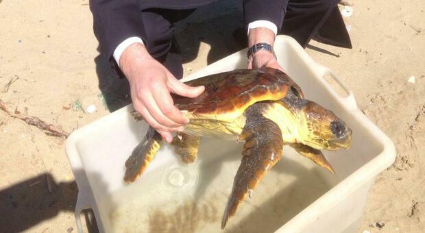 Strage di tartarughe sul litorale Domizio: tre animali morti in un giorno