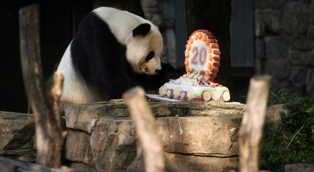 Festa, torta e invitati allo zoo per il compleanno di Tian Tian. il panda gigante