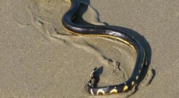 Il serpente killer, dal mare alla terraferma: con una goccia di veleno uccide tre uomini
