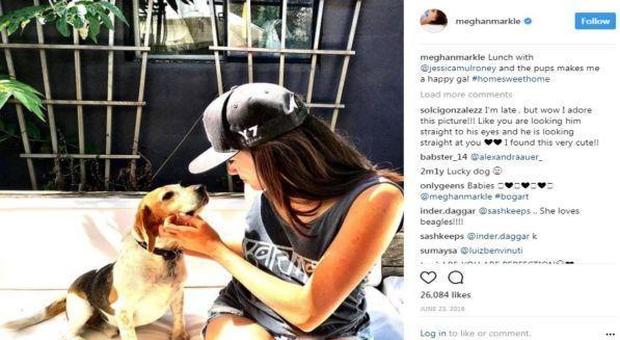 Meghan Markle "principessa buona", salva il beagle dall'eutanasia e lo porta a Windsor