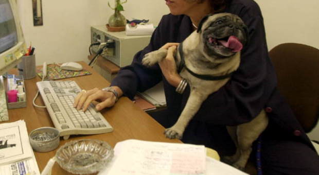 Al lavoro insieme al cane: il Comune autorizza i dipendenti
