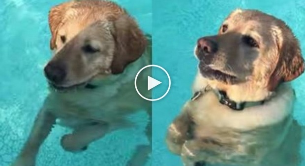 Il cane nuota in piscina, poi capisce che è abbastanza alto da poter camminare