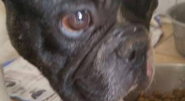 Pato, il cane scomparso due anni e mezzo fa in Toscana è stato ritrovato a Napoli