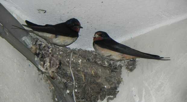 Un nido di rondini sotto i portici di Pordenone