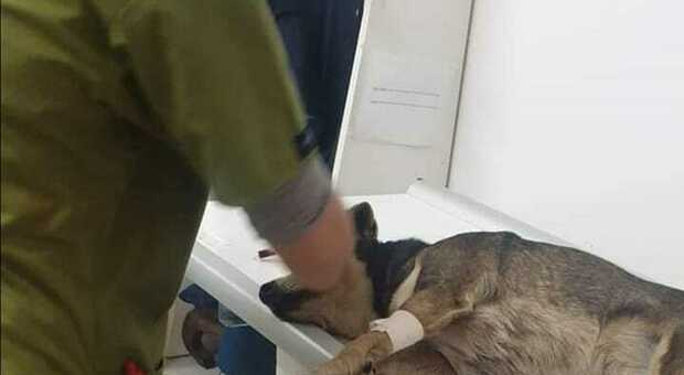 Cane ferito da un colpo d'arma da fuoco soccorso da una volontaria