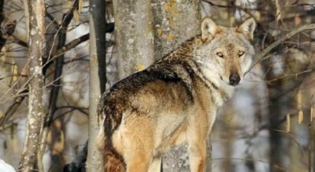Incubo lupi nei nostri boschi: ecco cosa fare se ve li trovate davanti