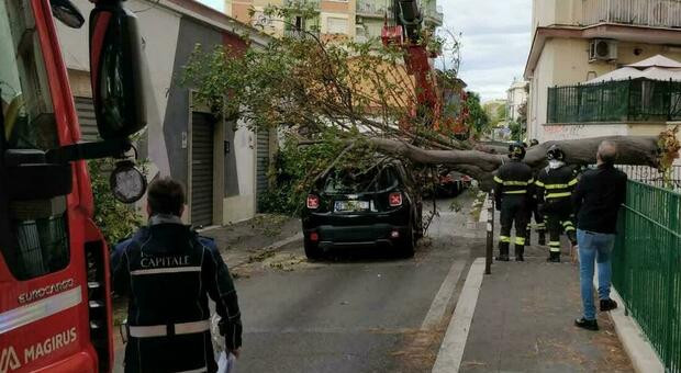Roma, albero crolla su un'auto in transito al Pigneto: è il terzo caso in pochi giorni