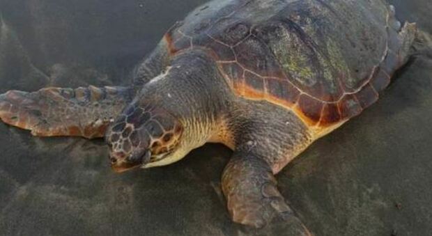 Wwf: ancora in corso la schiusa delle tartarughe in Sicilia e Calabria