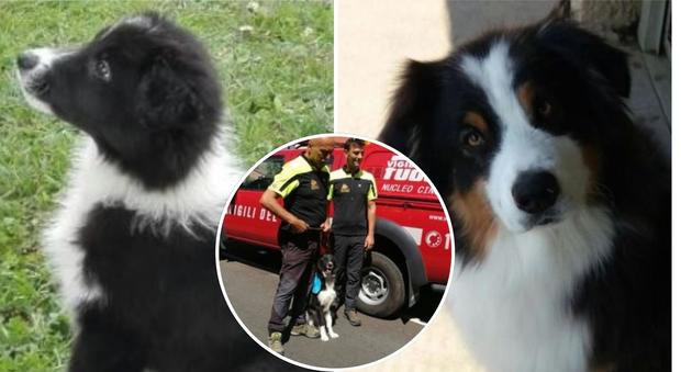 Terry, cucciolo salvato dal terremoto, ora diventerà un cane pompiere